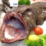 monkfish