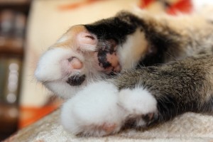 fuzzyfeet