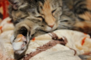 paw