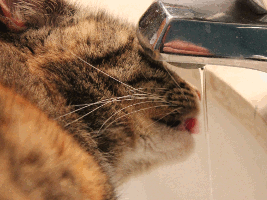 sink