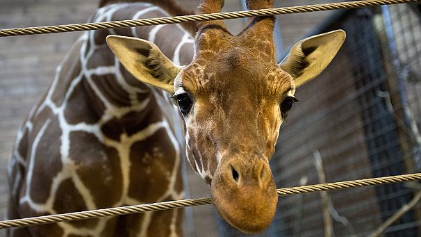 That's Marius, while he was alive, obvs. Look at his cute face! omg I love giraffes!